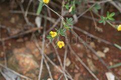 Stylosanthes fruticosa